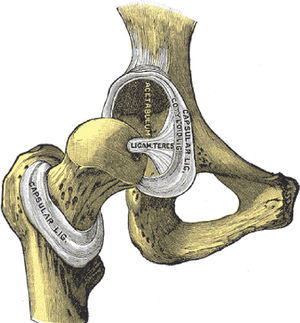 The hip joint with the capsule removed. Notice the ligamentum teres that connects the transverse ligament of the acetabulum and the fovea in the humeral head. The acetabulum is placed at the intersection of the iliac, pubic and ischial bones.