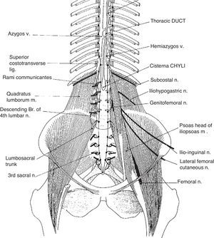 The complex arrangement of the lumbar plexus-derived nerves is shown from the front. The iliohypogastric and the iliolumbar nerves are close to each other and their course is roughly parallel. The genitofemoral nerve has a vertical course following the ureter and the iliac artery. The lateral femorocutaneous nerve has a lower origin and, as seen in the Figure, exits the pelvis medial to the anterior superior iliac spine.