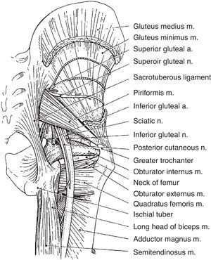 The external rotators of the hip are shown including piriformis, the external and internal obturator muscles and quadriceps femoris. The sciatic nerve emerges from the pelvis beneath piriformis.