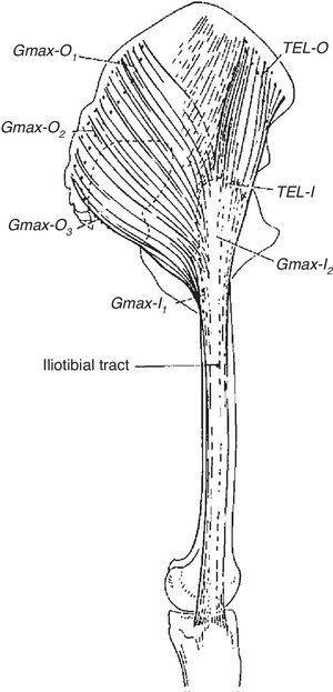 The iliotibial tract. There is a poorly defined attachment to the iliac crest. At the greater trochanter the tract receives the insertion of tensor fascia lata anteriorly and most fibers of gluteus maximus in the back. Distaly, the iliotibial tract inserts in the lateral tubercle of tibia. Thus, the iliotibial tract is a bi-articular ligament (hip and knee) that functions as a static and a dynamic stabilizer of the knee.