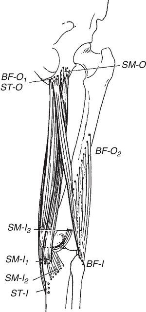 The origin and insertions of the ischiotibial muscles (semitendinosus, semimembranosus) as well as the ischial and femoral origins of bicerps cruris muscle, which insert in the fibula, are shown. These muscles are extensors of the hip and flexors of the knee.