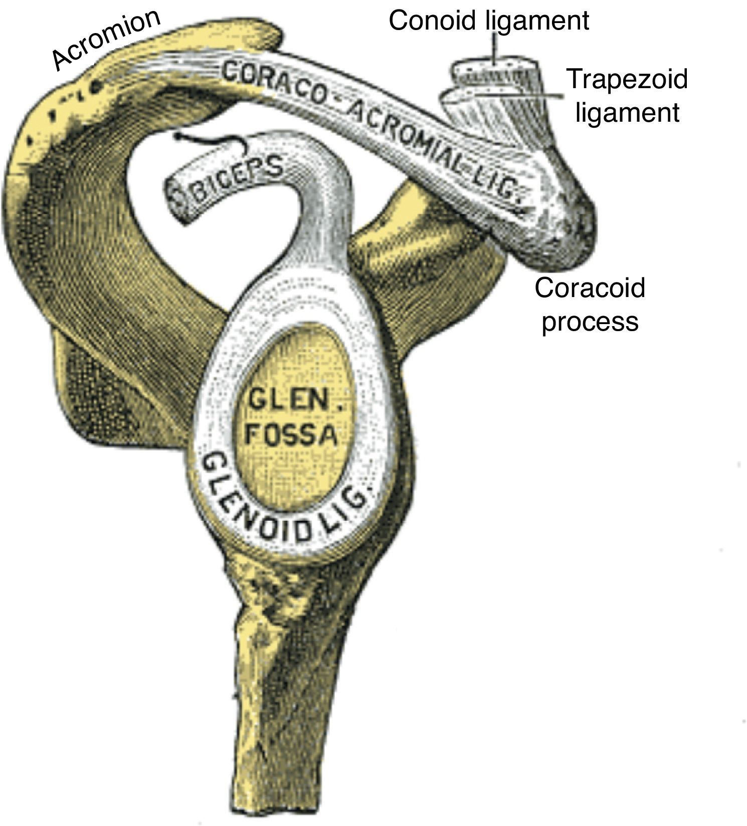 Clinical Anatomy of the Elbow and Shoulder