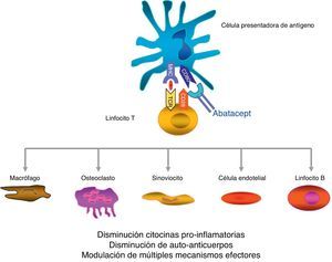 Mecanismo de acción del abatacept. Abatacept es una proteína de fusión, formada por el dominio extracelular CTLA-4 que se expresa en el linfocito-T y un fragmento modificado Fc de la inmunoglobulina humana IgG1, que modula la coestimulación al ponerse en contacto la célula presentadora de antígeno con el linfocito T.