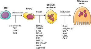 Control molecular de la diferenciación osteoclástica. CMH: célula madre hematopoyética: CPOC: célula precursora de osteoclastos; OC: osteoclasto. Resto de abreviaturas: ver glosario de términos en el anexo 1. Modificada de Arron y Choi5.