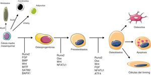 Señales moleculares que desempeñan un papel clave en la diferenciación y activación osteoblástica. MyoD: myogenic differentiation 1 protein; PPARγ: peroxisome proliferator-activated receptor gamma; Sox9: sex determining region Y-box 9. Resto de abreviaturas: ver glosario de términos en el anexo 1.