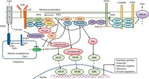 Señalización cálcica en el linfocito B. El reconocimiento antigénico por el receptor de linfocito B activa diferentes proteínas cinasas, como Lyn, Syk y BLNK, llevando a la activación de la PLCγ2, la cual hidroliza el PIP2 unido a la membrana en pequeñas cantidades de DAG e IP3. El IP3 se une a su receptor IP3R, ubicado en la membrana del retículo endoplásmico, favoreciendo la liberación del calcio almacenado. Posteriormente, la disminución del calcio a nivel luminar en el retículo endoplásmico genera la translocación de STIM1, la cual lleva a la apertura del canal cálcico Orai1 para inducir la entrada de calcio dependiente de depósito (SOCE). El receptor CD19 facilita la activación de la subunidad p110 de la PI3K. Esta enzima fosforila el PIP2 para producir PIP3. El receptor Fc para IgG de baja afinidad (FcgRIIB1) y el CD22 son ambos reguladores negativos de la señalización cálcica durante la estimulación del receptor de Linfocito B. La función negativa de estos receptores está mediada por SHIP y SHP1. Adicionalmente, el CD22 inhibe la señalización cálcica por medio de un eflujo cálcico mediado por la proteína PMCA4. La entrada de calcio genera activación de factores de transcripción responsables de la inducción de nuevas proteínas encargadas de las funciones de proliferación, diferenciación y respuesta inmunitaria.