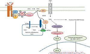Señalización cálcica en el linfocito T. El reconocimiento antigénico por parte del receptor de linfocito T genera la activación de tirosincinasa en el interior del linfocito T tales como LCK y ZAP70, lo cual resulta en la fosforilación y la activación de la proteína PLCγ1. Esta última hidroliza el PIP2 en IP3 y DAG. El IP3 abre los receptores IP3R ubicados en el retículo endoplásmico y permite la salida de calcio desde los depósitos del retículo. Los sensores cálcicos STIM1 y STIM2 detectan la reducción de los depósitos cálcicos por medio de la región N-terminal de la luz del retículo. Las proteínas STIM se agregan en pequeños grupos en la membrana del retículo endoplásmico y generan la entrada de calcio extracelular por medio del canal CRAC, el Orai1. La concentración de calcio intracelular activa la vía de la calcineurina-NFAT, así como la vía Ras-MAP cinasa.