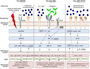Diagrama de las vías de señalización intracelular: MAPK, Syk-Btk y JAK-STAT.