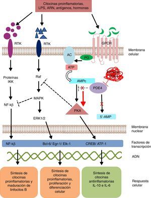 Mecanismo de acción de PDE4 y efecto de su inhibición. AC: adenilato ciclasa; 5’-AMP: 5’-adenylic acid; ATF: activating transcription factor 1; ATP: adenosín trifosfato; Bcl-6: B-cell lymphoma protein 6; c-AMP: cyclic adenosine monophosphate; CREB: cAMP responsive element; Egr-1: early growth response protein 1; Elk-1: E-26-like protein 1; ERK: extracellular signal-regulated kinase; GPCR: G protein-coupled receptors; IKK: inhibitor of nuclear factor kappa-B kinase subunit beta; MAPK: mitogen-activated protein kinases; NFKB: nuclear factor KB; PDE4: phosphodiesterase type 4; PG: G protein; PKA: protein kinase A; Raf: rapidly accelerated fibrosarcoma protein kinases; RTK: receptor tyrosine kinases.