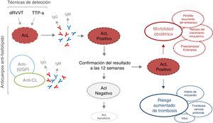 Detección, interpretación y posibles consecuencias clínicas de la positividad del anticoagulante lúpico. AcL: anticoagulante lúpico; Anti-CL: anticardiolipina; Anti-β2GPI: anti- β2 glicoproteína i; dRVVT: tiempo de veneno de víbora de Russell diluido; FL: fosfolípido; Ig: inmunoglobulina; TTP-a: tiempo de tromboplastina parcial activado.