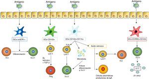 Al ser estimuladas con un antígeno, las células dendríticas inducen diferentes respuestas en los tejidos mucosos. Una de las respuestas más importantes es la diferenciación de los linfocitosT en diferentes subtipos, que depende a su vez de qué tipo de célula dendrítica estimule dicha diferenciación. En la figura se incluyen los subtipos de DC mencionados anteriormente que inducen la diferenciación de linfocitosT en las mucosas (como las DC CX3CR1+, las CD103+ y las CD103+CD11b+) y las que inducen una estimulación de los linfocitosT para que estos produzcan citocinas (acción llevada a cabo por las DC CCR2+CD103− que da lugar a la producción de IL17 por los linfocitosT).