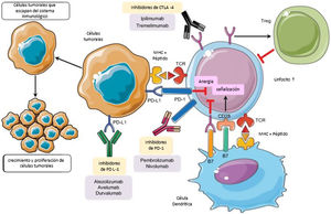 En la respuesta inflamatoria los ligandos B7 expresados en las APC se unen al receptor CD28 en CTL, lo que conduce a la amplificación de célulasT y la respuesta inmunitaria. Alternativamente, la unión de ligandos B7 a CTLA-4 expresados en célulasT suprime su actividad. CTLA-4 también mejora la actividad de Tregs que conduce a la actividad inmunosupresora. PD-1 se expresa en célulasT activadas. PD-1 se une a su PD-L1, lo que provoca la anergia de los CTL y promueve aún más las señales inhibidoras. La inhibición farmacológica de los puntos de control inmunitarios con anticuerpos monoclonales restaura la actividad inflamatoria, incluyendo la antitumoral9. CTL: linfocitosT citotóxicos; CTLA-4: antígeno 4 de linfocitosT citotóxicos; DC: célula dendrítica; MHC: complejo mayor de histocompatibilidad; PD-1: muerte celular programada-1; PD-L1: ligando de muerte celular programada-1; TCR: receptor de célulasT; Tregs: célulasT reguladoras. Adaptado de Taieb et al.9.