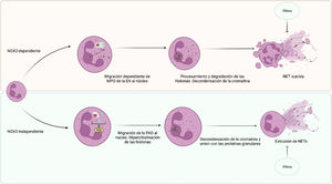 Tipos de NETosis. EN: elastasa de neutrófilos; MPO: mieloperoxidasa; PAD: peptidil arginasa deiminasa. Figura creada con Biorender.