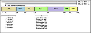 Estructura y espectro de mutaciones del gen UBA1.DAA: dominio activo de adenilación; DIA: dominio inactivo de adenilación; DPU: dominio de plegamiento de ubiquitina; PDCC: primer dominio catalítico de cisteína; SDCC: segundo dominio catalítico de cisteína; VSI: variantes de significado incierto.