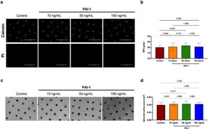 Viability and integrity assay of spheroids treated with PAI-1. Spheroids were incubated with varying concentrations of PAI-1 and stained with 5ng/mL of Calcein and 20ng/mL of PI (a). Relative fluorescence units (RFUs) were quantified to assess spheroid viability (b). Spheroid integrity was analyzed, and surface area was measured in mm2 (c, d). The scale bar represents 1000μm. p-Values were obtained from one-way ANOVA and Tukey
