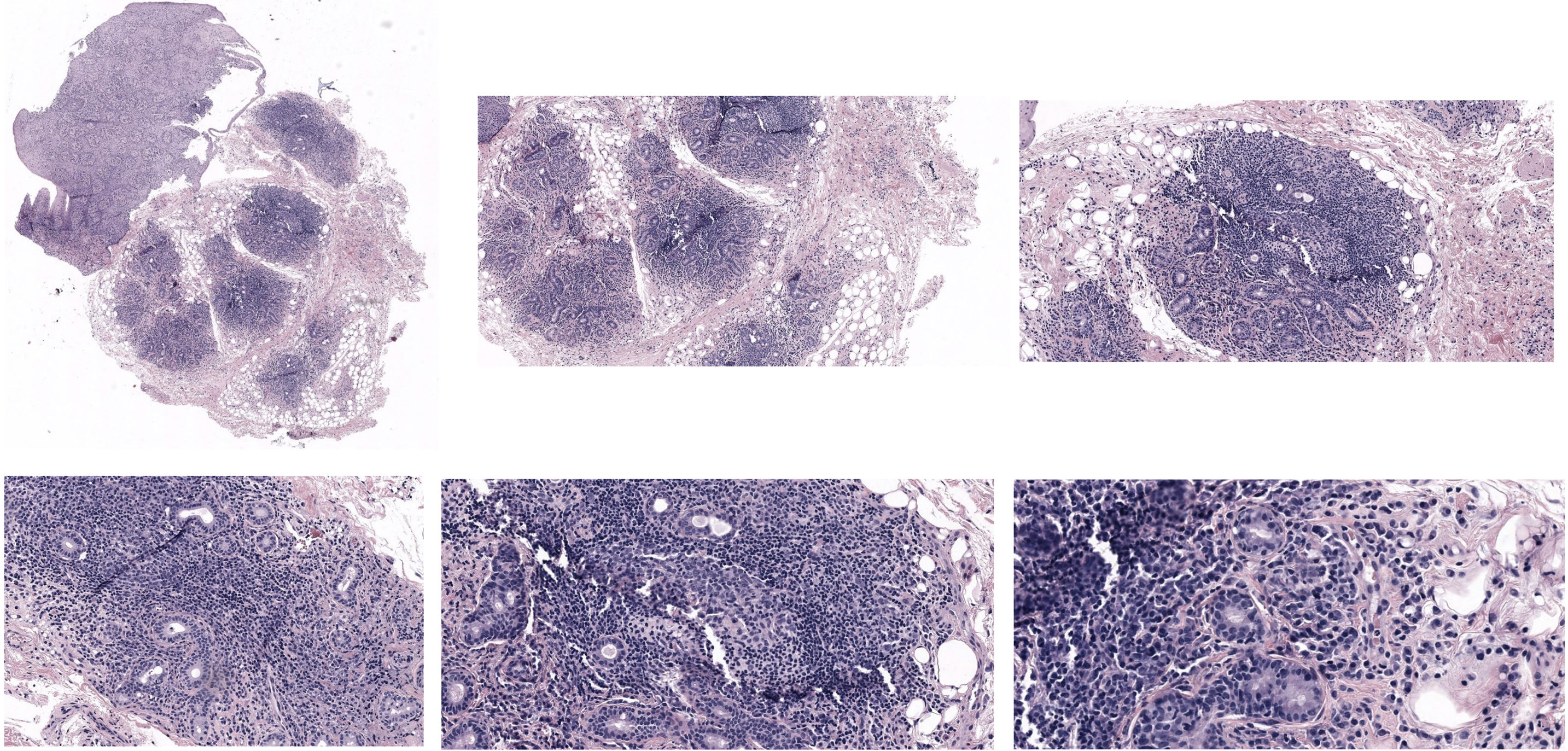 fig0005
