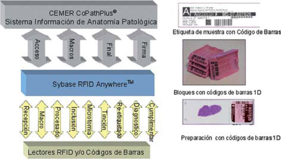 Anatomía patológica digital. Control de calidad y pato-informática ...