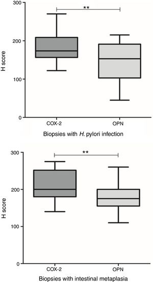 OPN and COX-2 expressions in relation to H. pylori infection and intestinal metaplasia. Top: OPN and COX-2 were significantly different in biopsies with H. pylori infection (p=0.001, t test). Bottom: OPN and COX-2 were significantly different in areas with intestinal metaplasia (p=0.004, t test).