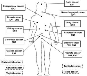 The role of Engrailed developmental genes in gynaecological cancer ...