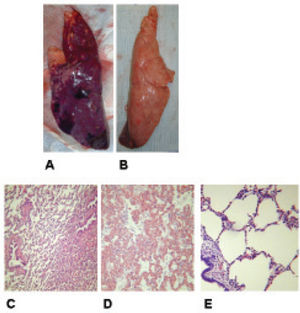 Gross specimens of lung from septic (A) and control animals (B). Representative lung histology depicting collapse (C) and pulmonary hemorrhage (D) in septic pigs and normal pulmonary parenchyma in control animals (E).
