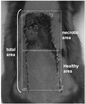 Dorsal skin flap of the hamster on the seventh post-operative day. The percentage of viable area was obtained by dividing the healthy area by the total area