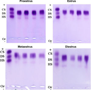 Typical electrophoretic pattern of sulfated glycosaminoglycans of the rat uterine cervix at each phase of the estrous cycle. Legends: CS = chondroitin sulfate; DS = dermatan sulfate; HS = heparan sulfate; Or = origin (at the negative pole).