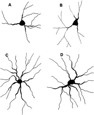 Camera lucida tracings of basolateral amygdaloid neurons from control rats A) and rats treated with Bacopa monniera for 4 weeks at doses of 20 mg/kg B), 40 mg/kg C) and 80 mg/kg D).
