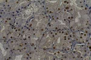 Rat parotid gland with normal parenchyma. Immunohistochemical staining of PCNA on epithelial cells (C60, original magnification 400X).