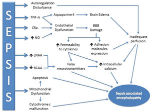 Schematic representation of the main pathophysiological mechanisms of SAE. The inflammatory response is represented by TNF-α induction, which increases BBB damage and the liberation of aquaporin 4 to cause brain edema. Mitochondrial dysfunction and the reduction in oxidative phosphorylation efficiency (cytochrome c malfunction) may induce apoptosis and trigger brain injury. The accumulation of false neurotransmitters may increase intracellular calcium content and contribute to encephalopathy. Cerebral perfusion may be altered, rendering brain function more susceptible to injury. TNF-α: Tumor necrosis factor α. NO: nitric oxide. LNAA: Large, neutral amino acids. BCAA: Branched-chain amino acids. SAE: sepsis-associated encephalopathy. BBB: blood-brain barrier.