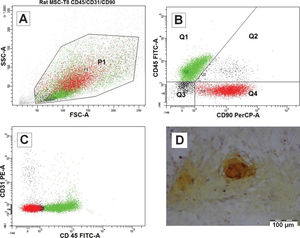Characterization of isolated cells from rat bone marrow after passage 1. Cells were analyzed with BD FACSDiva software (A, B and C). The P1 population (A) was divided into four quartets, of which 48.3% were Q1:CD31-/CD45+/CD90- and 41.1% were Q4:CD31-/CD45-/CD90+, which are indicated in green and red, respectively (B and C). Alizarin Red S staining of separate isolated cells has demonstrated the active deposition of calcified minerals after 14 days of osteogenic medium induction (D).