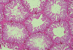 Photomicrograph of the marked regenerative effect of protective treatment with vitamin C showing normal seminiferous tubules, spermatocytes and spermatids. H&E ×100.