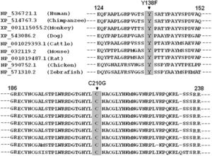 Alignment of the GATA5 protein sequence of multiple species. The amino acids altered as a result of the described mutations (p.Y138 and p.C210) are completely conserved evolutionarily.