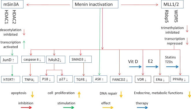 Men1 Function Variable clinical expression in patients with a germline MEN1 disease ...
