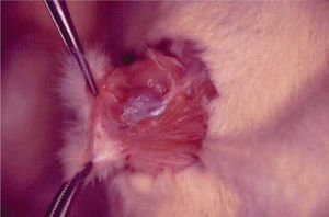 Thicker and more numerous adhesions around an anastomosis from a Control Group animal.