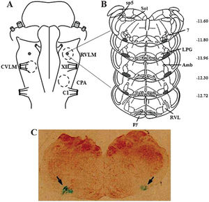 (A) Diagram of the ventral surface of the medulla illustrating the localization of the injection sites (black dots) determined by macroscopic examination of the deposition of the dye in the brain stem of all animals. Dashed circles represent the areas of the ventral surface of the medulla involved in the control of blood pressure. (B) Diagrams of coronal sections of the medulla showing the localization of the injection sites (shaded area) determined microscopically by the spread of the dye. (C) Image of a histological section of the medulla showing the center of a bilateral microinjection into the RVLM marked by the deposition of the Alcian Blue dye (arrows). Maps and coordinates (in mm, right margin) are from the atlas of Paxinos and Watson (22). 7 = facial nucleus; Amb = ambiguus nucleus; C1 = root of the first cervical nerve; CPA = caudal pressor area; CVLM = caudal ventrolateral medulla; LPG = lateral paragigantocellular nucleus; py = pyramidal tract; RVL = rostroventrolateral reticular nucleus; RVLM = rostral ventrolateral medulla; Sol = solitary tract nucleus; sp5 = spinal trigeminal tract; XII = root of the hypoglossal nerve.