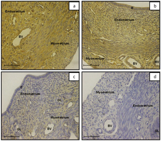Why Are Rats Polyestrous Effects of the phytoestrogen genistein on the development of the ...