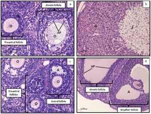 Photomicrographs of the following types of ovarian follicles: (a) atretic and preantral follicles, (b) corpus luteum, (c) preantral and antral follicles and (d) atretic and Graafian follicles. Note the disorganized layers of granulosa cells with apoptotic bodies (AP) in the atretic follicles and the large pale-staining granulosa lutein cells of corpus luteum. A: antrum; O: oocyte; G: granulosa cells; T: theca layer; F: fibroblasts. Scale bar = 50 μm.