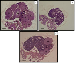 Photomicrographs of ovaries stained with H & E. (a) Control group given vehicle only; (b) Group treated with Genistein at a dose of 10 mg/kg/day (Gen 10); (c) Group treated with Genistein at a dose of 100 mg/kg/day (Gen 100); n = 6. Note: The number of CL is highest in the control group. Scale bar = 50 μm.