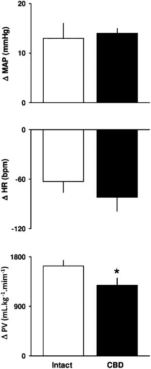 Bar graph showing the changes in the mean arterial pressure (MAP, top), heart rate (HR, middle) and pulmonary ventilation (PV, bottom) in response to hypercapnia (10% CO2+31% O2) in intact and carotid body-denervated (CBD) rats. *p<0.05 compared to intact rats.