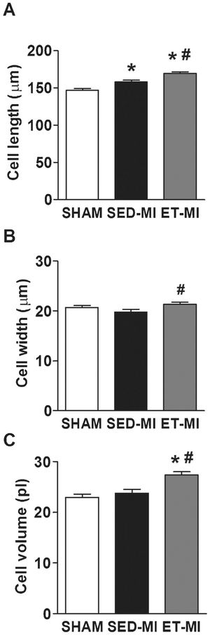Cardiomyocyte morphology. A Cell length. B Cell width. C Cell volume. SHAM, control. SED-MI, sedentary and given a MI. ET-MI, exercise trained and given a MI. Data are presented as the mean±SEM. ∗p<0.05 vs. SHAM; #p<0.05 vs. SED-MI (Kruskal-Wallis followed by Dunn's test).