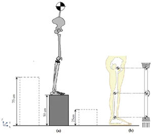 Force simulation of free extended-knee landing. Force simulation of free extended-knee landing.