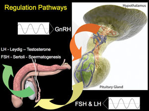 Illustration of the hypothalamo-pituitary-gonadal axis, Part 1: Regulatory pathways