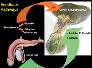 Illustration of the hypothalamo-pituitary-gonadal axis, Part 2: Feedback pathways