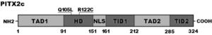 A schematic representation of the PITX2c protein structure with the atrial fibrillation-related mutations indicated. The mutations identified in patients with atrial fibrillation are shown above the structural domains. NH2 means amino-terminus; TAD1, transcriptional activation domain 1 (amino acids 1–91); HD, homeodomain (amino acids 92–151); NLS, nuclear localization signal (amino acids 145–161); TID1, transcriptional inhibitory domain 1 (amino acids 162–212); TAD2, transcriptional activation domain 2 (amino acids 213–285); TID2, transcriptional inhibitory domain 2 (amino acids 286–324); and COOH, carboxyl-terminus.