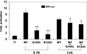 The functional defects associated with the PITX2c mutations. The activation of an atrial natriuretic factor (ANF) promoter-driven luciferase reporter in the CHO cells by PITX2c wild-type (WT), Q105L-mutant, or R122C-mutant, alone or in combination, demonstrated a significantly decreased transactivational activity by the mutant proteins. The experiments were performed in triplicate, and the means and standard deviations are shown. ** indicates p<0.001 and * denotes p<0.01, when compared with the same amount (2 μg) of wild-type PITX2c.