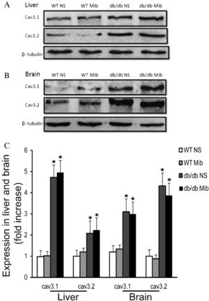 Western blot analysis of T-type Ca2+ channel expression in liver and brain tissues of diabetic and nondiabetic mice. Increased expression of α1G (Cav3.1) and α1H (Cav3.2) subunits of T-type Ca2+ channels (n = 3). The molecular weights of Cav3.1 and Cav3.2 are ∼262 kDa. * p<0.05, n = 6, compared with WT NS group. Statistical analyses were performed with ANOVA.