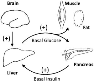 A diagram showing the possible targeting sites of mibefradil on the system regulating basal glucose. (+), secretion of hormones or nerve signals increased by the activity of T-type Ca2+ channels.