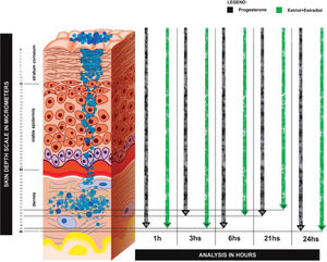 Skin layer analysis - concentration of progesterone nanoparticles in the dermis. The skin depth concentration was measured at 1, 3, 6, 21, and 24 hours after transdermal application. (Model 3510 SCA, River Diagnostics, Rotterdam, The Netherlands).