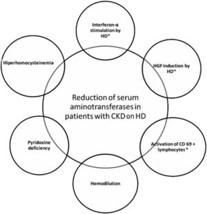 Factors involved in aminotransferase reduction in patients with chronic kidney disease on hemodialysis, 2013. *Patients infected with viral hepatitis. HGF: hepatocyte growth factor; CKD: chronic kidney disease; HD: hemodialysis.