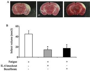 Measurements of the cerebral infarction areas. Figure4A shows representative photographs of coronal sections of mouse brains after MCAO. From left to right are the brains of fatigued mice in the control group, in the IL-6-/- group and in the bezafibrate-treated group, respectively. Figure4B shows the infarct volumes in the three groups. *, p<0.05 (compared with the fatigued group).